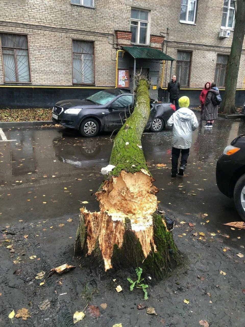 Ветер в москве деревья. Упавшие деревья в Москве. Сильный ветер. Дерево упало на авто.