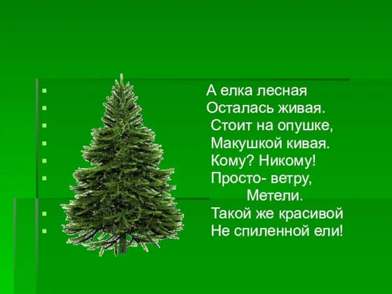 Вечнозеленый как пишется. Стих про елку. Красивый стих про елку. Елочка зеленая. Берегите елки.