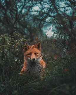 Fox in forest