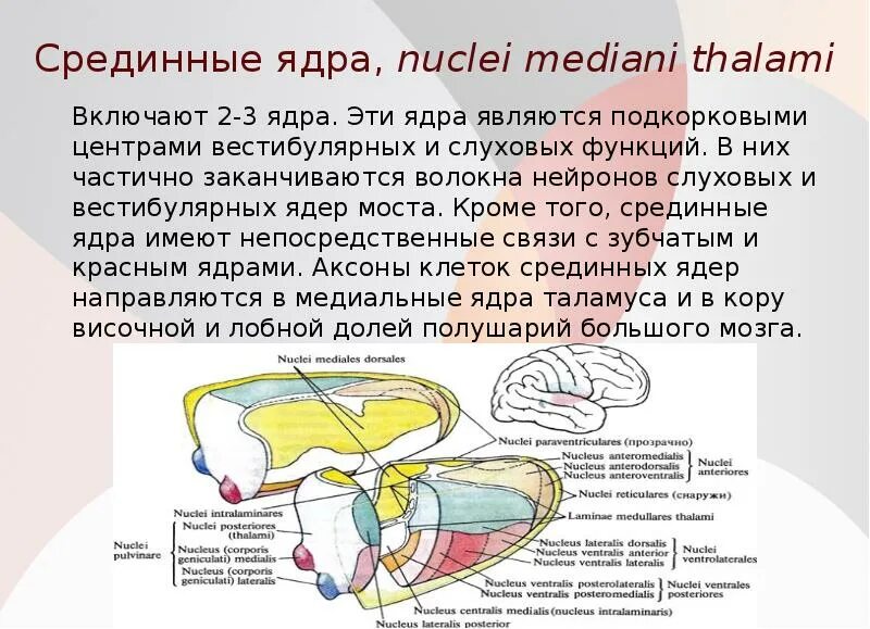 Нервные центры промежуточного мозга. Ядра промежуточного мозга. Вестибулярные ядра моста. Промежуточный мозг строение и функции. Промежуточный мозг строение ядра.