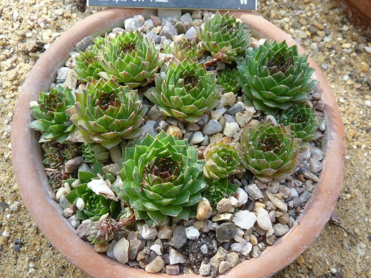 Молодило (Sempervivum). Семпервивум молодило. Камнеломка семпервивум. Камнеломка молодило. Какая земля для суккулентов