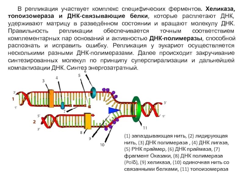 Фермент хеликаза. Хеликаза праймаза. Фермент топоизомераза ДНК репликация. Репликация ДНК лигаза. ДНК полимераза репликация ДНК.