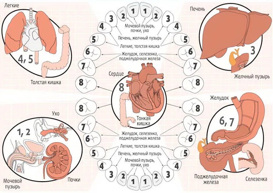 Связь зубов с органами. Связь зубов и внутренних органов схема. Зубы и органы взаимосвязь. Взаимосвязь зубов и внутренних органов. Какой зуб отвечает за какой орган.
