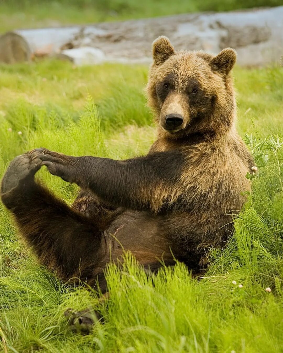 Доброе утро медведь картинки. Доброе утро медведь. Доброе утро МС медведем. Добрый медведь. Медведь утро.