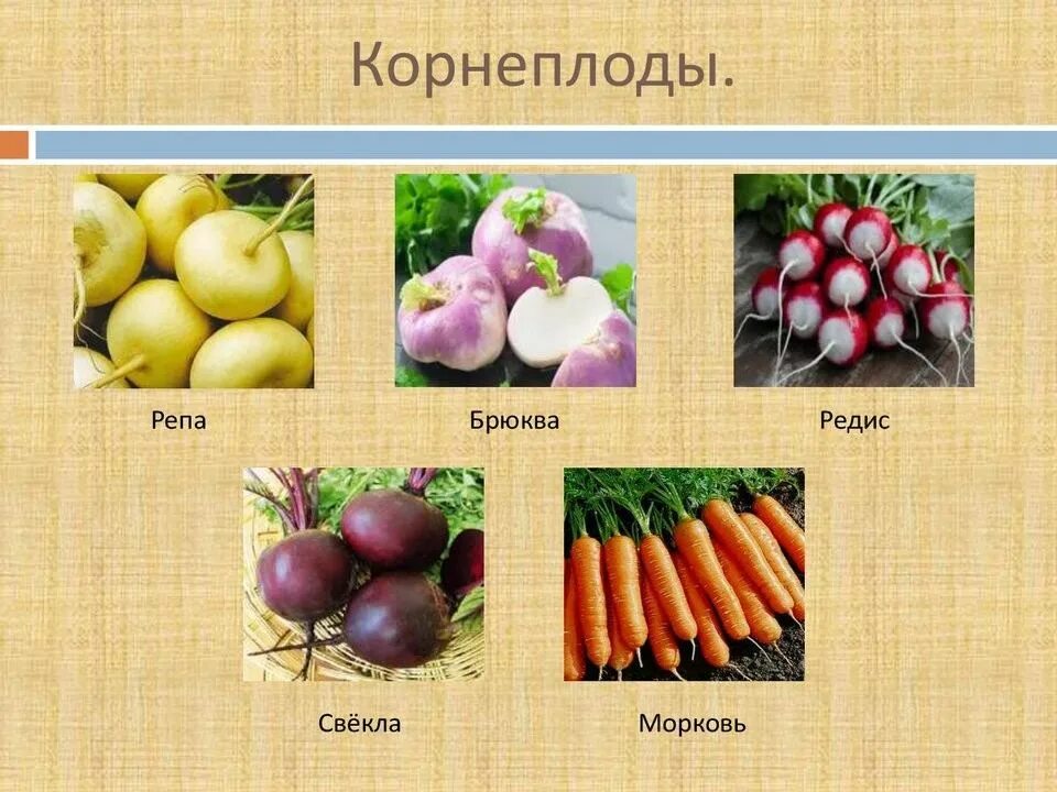 Последовательность механической кулинарной обработки. Первичная обработка корнеплодов схема. Механическая кулинарная обработка моркови. Схема обработки корнеплодов. Корнеплоды презентация.
