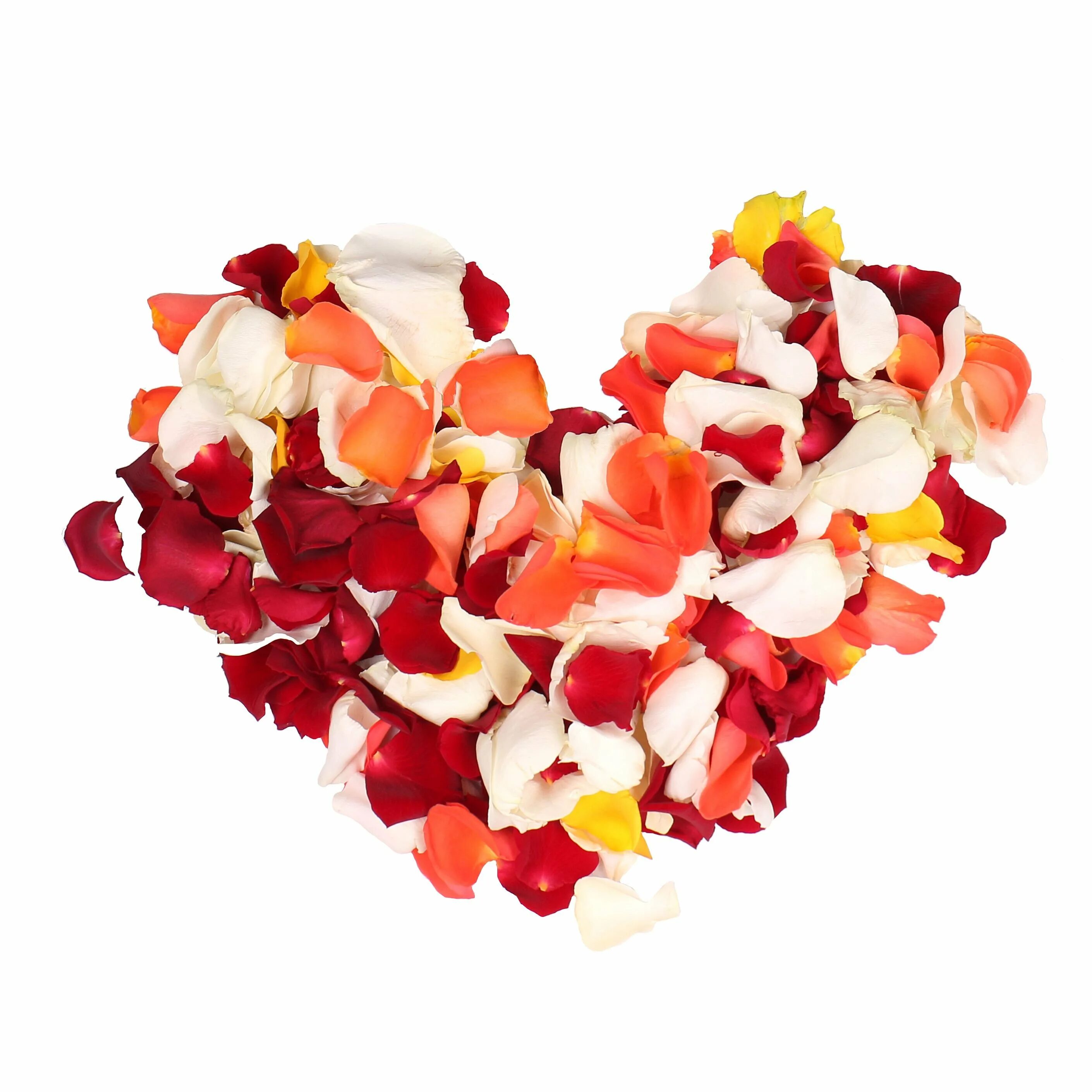 Лепестки розовых роз. Лепестки роз. Лепестки красных роз. Лепестки роз в пакете. Белое и розовое лепестки.