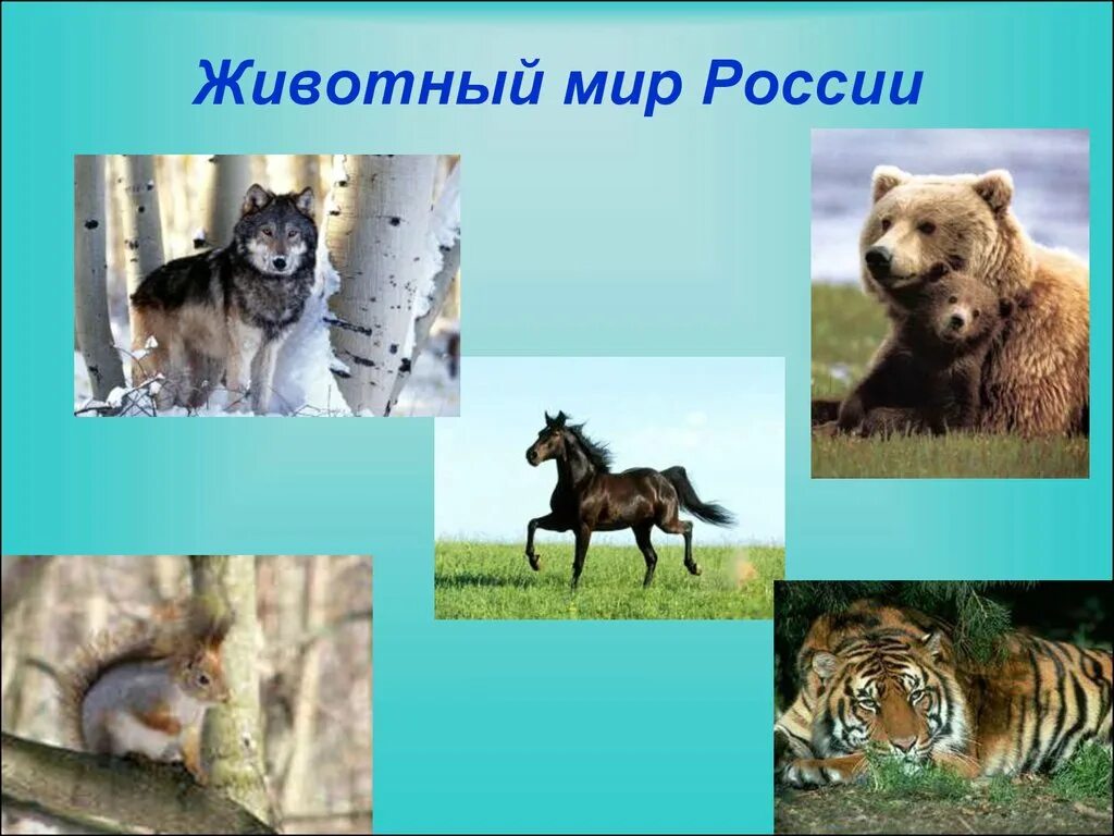 Животные России. Животный мир презентация. Животный мир России презентация. Разнообразие животных.