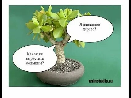 Денежные деревья в adopt me