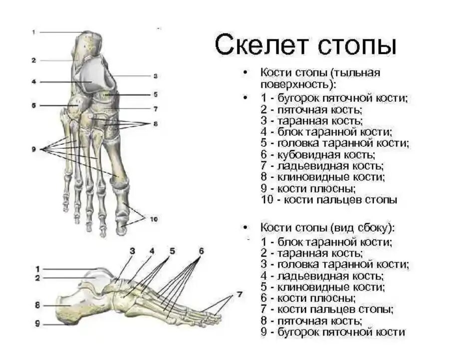 Рассмотрите задние конечности птиц большинство костей стопы. Стопа человека анатомия вид сбоку. Кости стопы анатомия сбоку. Кости плюсны стопы анатомия. Кости стопы строение вид сбоку.