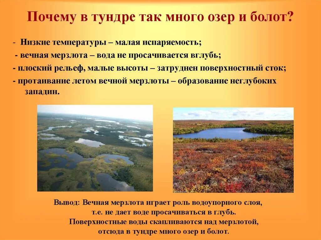 Выберите признаки тундры. Тундра болота. Природный комплекс тундры. Рельеф и почвы тундры. Русская равнина тундры.