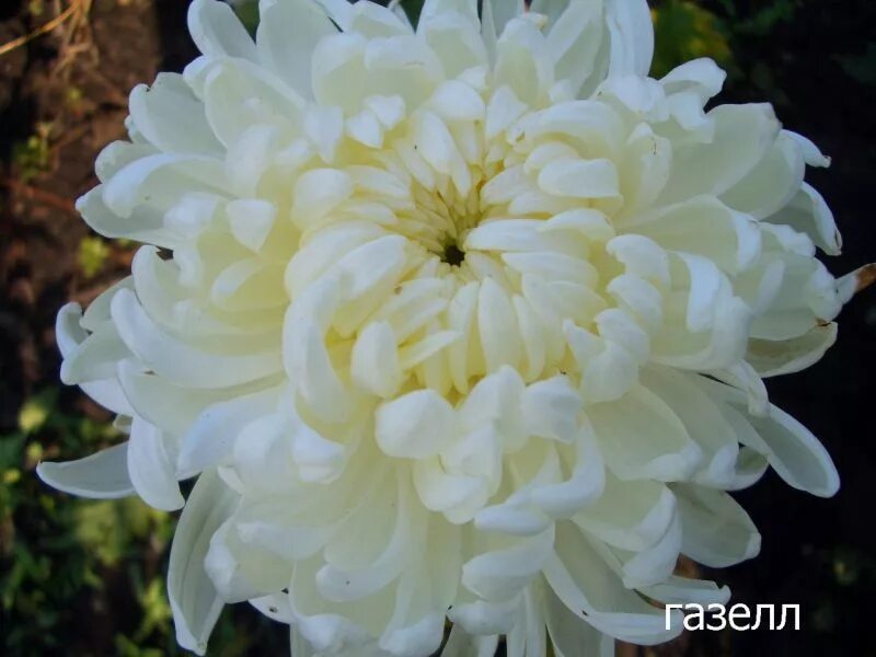 Хризантема газель. Хризантема газель белая. Палисада желтая хризантема. Хризантема минка белая. Хризантема газель белая.