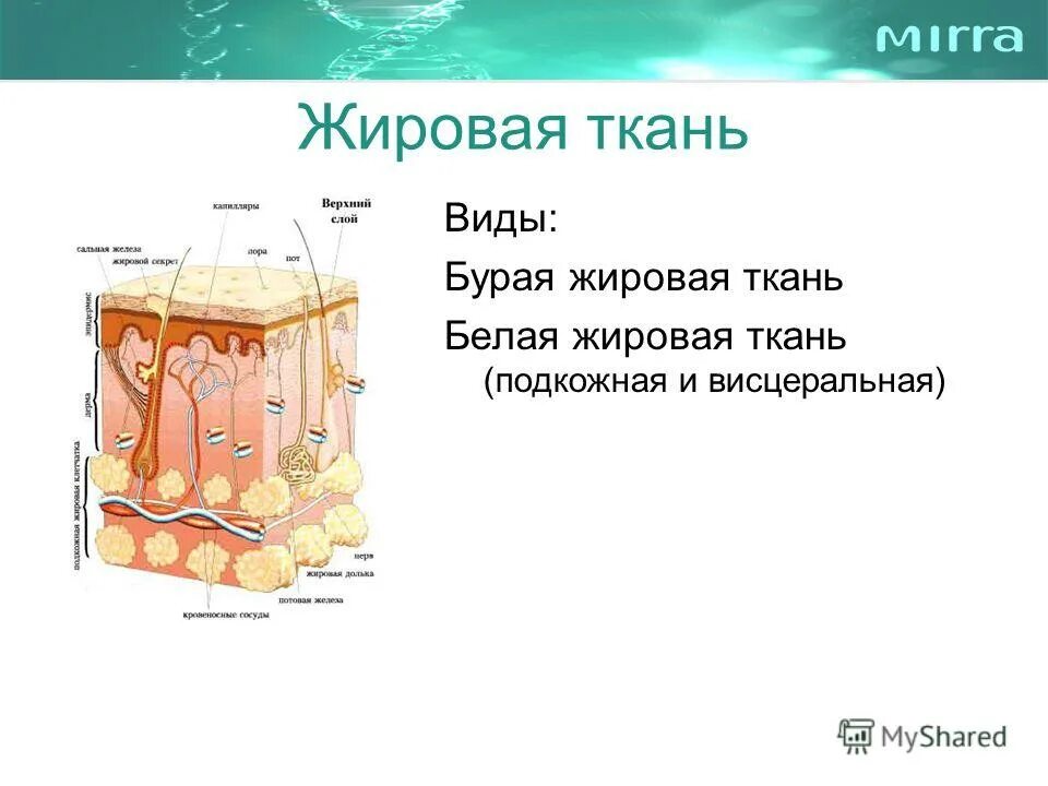 Строение жировой ткани человека. Строение жировой ткани человека. Жировая соединительная ткань строение. Жировая соединительная ткань. Соединительная ткань жировая ткань строение клеток.