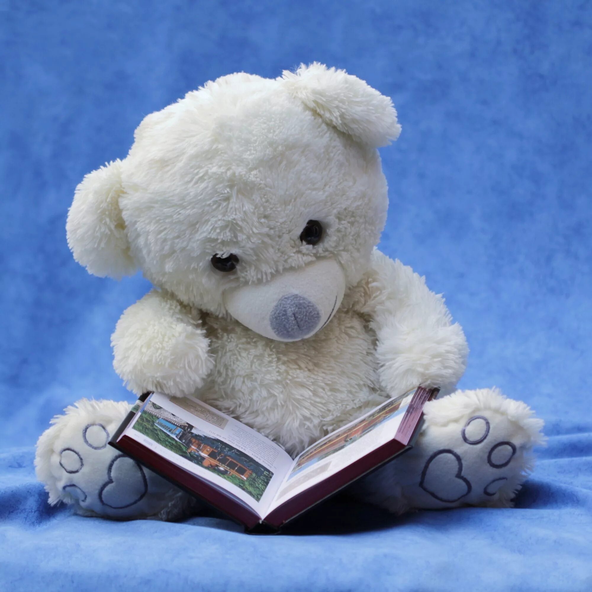 Тедди белый. Плюшевый медведь. Плюшевый мишка Тедди. Плюшевый мишка с книжкой. Медвежонок с книжкой.