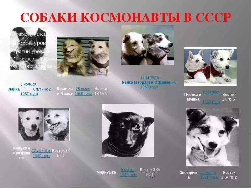 Клички собак в космосе