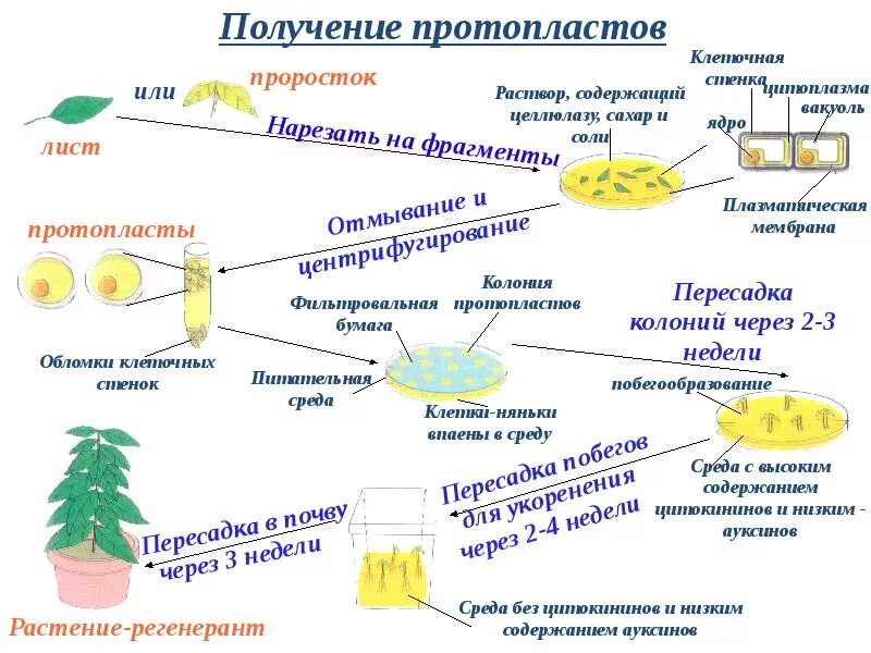 Клеточная инженерия в селекции