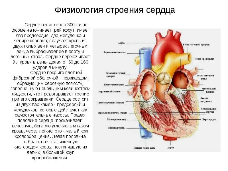 Сердечная строение и функции. Строение сердца физиология. Анатомическое строение сердца физиология. Строение сердца нормальная физиология. Анатомия и физиология сердца кратко.