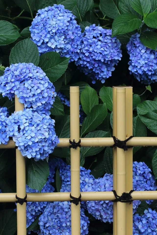 Подвязка гортензии. Подвязка гортензии