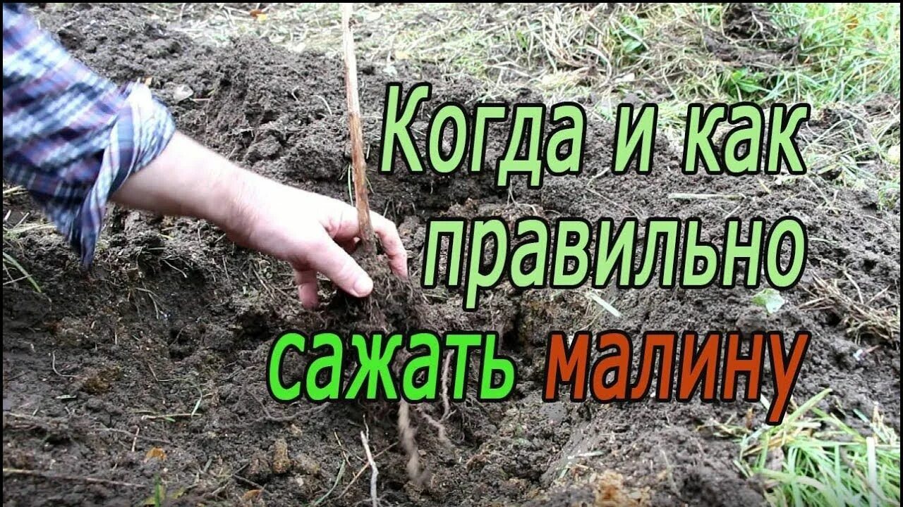 Посадка малины весной. Когда сажать малину. Как правильно сажать малину. Сажаем малину осенью.