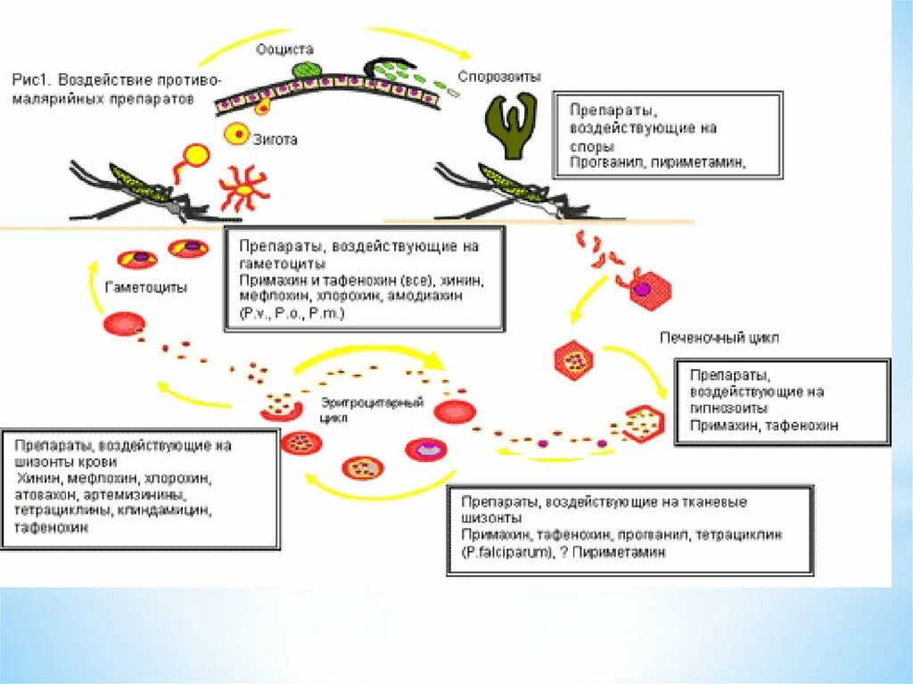 Цикл развития малярийного плазмодия. Патогенез малярии схема. Малярия эпидемиология цикл. Патогенез малярийного плазмодия. Малярия цикл развития малярийного плазмодия