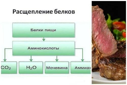 Белки пищи расщепляются в. Расщепление белков. Белок расщепляется на. Белки разложение. Бактериальное расщепление белков.