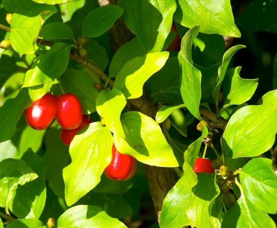 Кизил владимирский описание сорта. Кизил Cornus mas. Дерен (кизил). Cornus mas l. кизил обыкновенный. Дерен ягоды.