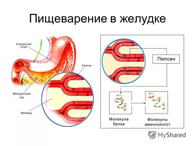 химозин фермент желудка. пепсин. пепсин работает в желудке. пепсин работает в желудке. пепсин фермент.