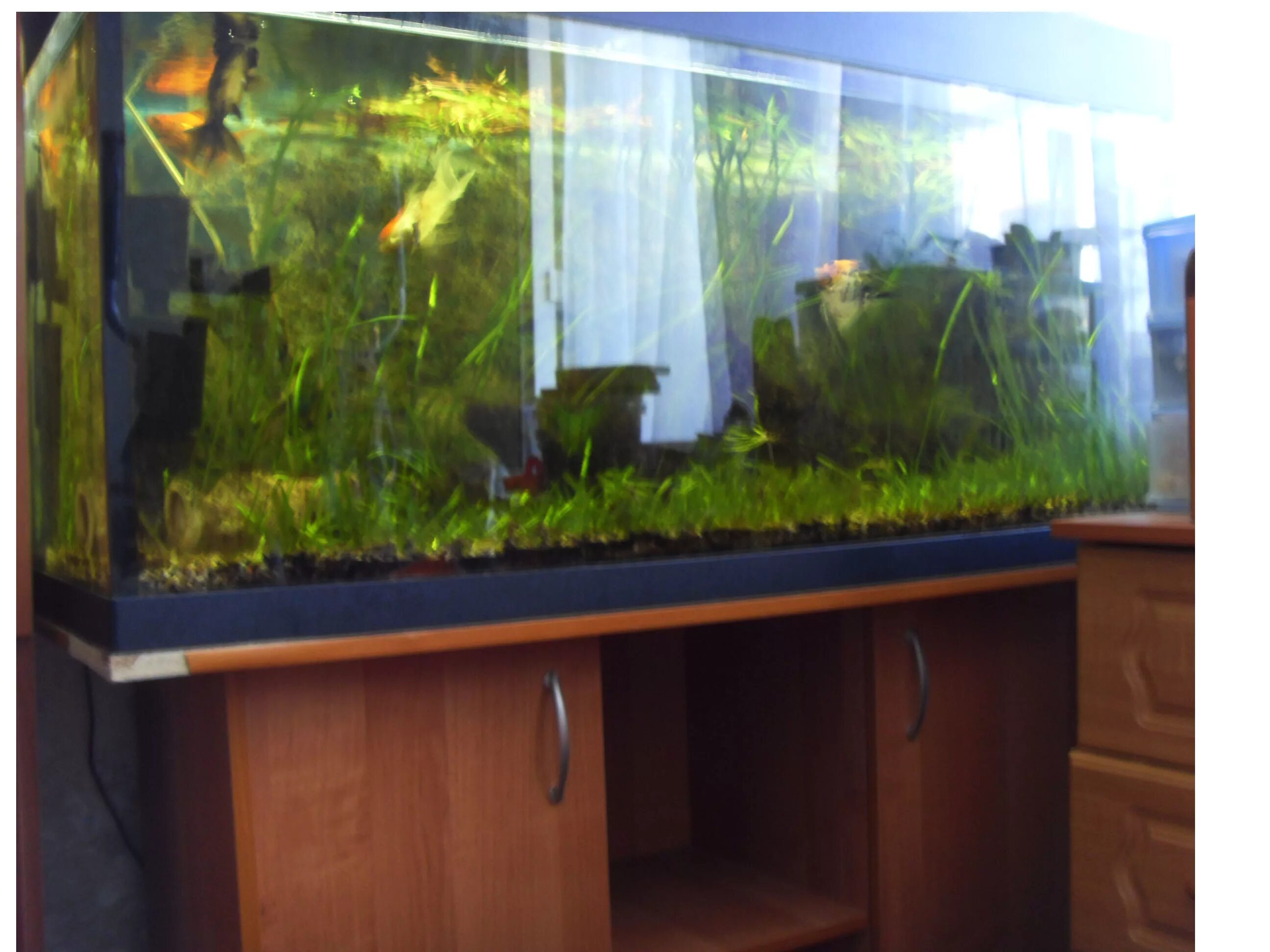 Аквариумы ульяновск. Аквариумы ульяновск. Аквариум ульяновск. Аквариумы ульяновск. Аквариум прямоугольный 20 л.