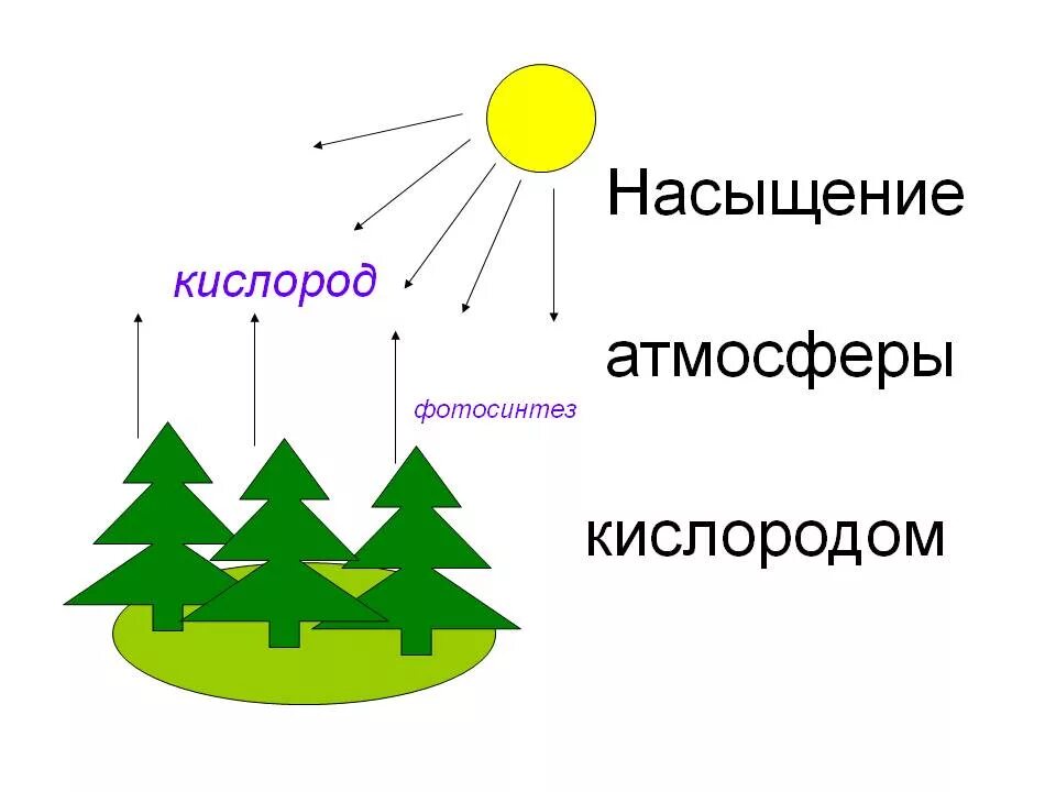 Хвойные кислород. Растения выделяют кислород в атмосферу. Фотосинтез. Фотосинтез схема. Схема фотосинтеза у растений.