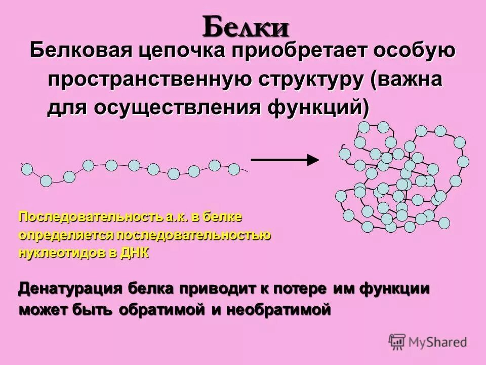 Особенности мономера белков. Белковые Цепочки. Белки особенности строения. Протеиновая цепь. Аминокислоты мономеры белков.