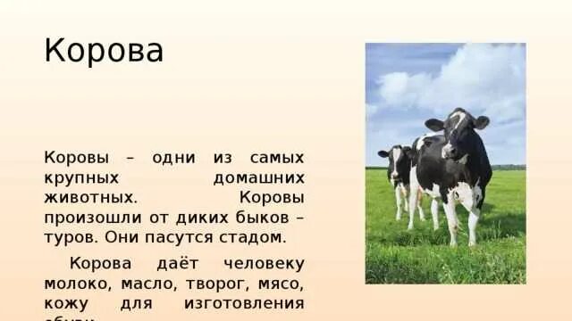 Емельянова расскажите детям о домашних животных. Сообщение о корове. Домашнее животное корова доклад. Описание коровы для детей. Доклад про корову.