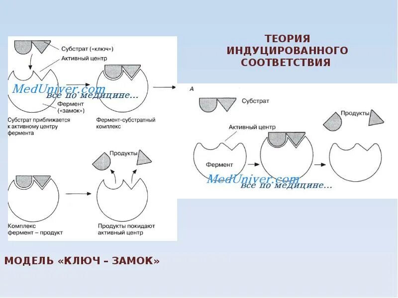 Зоны активного центра в субстрате. Функция активного центра фермента. Структура активного центра фермента. Субстратный центр фермента это. Ферментативный катализ.