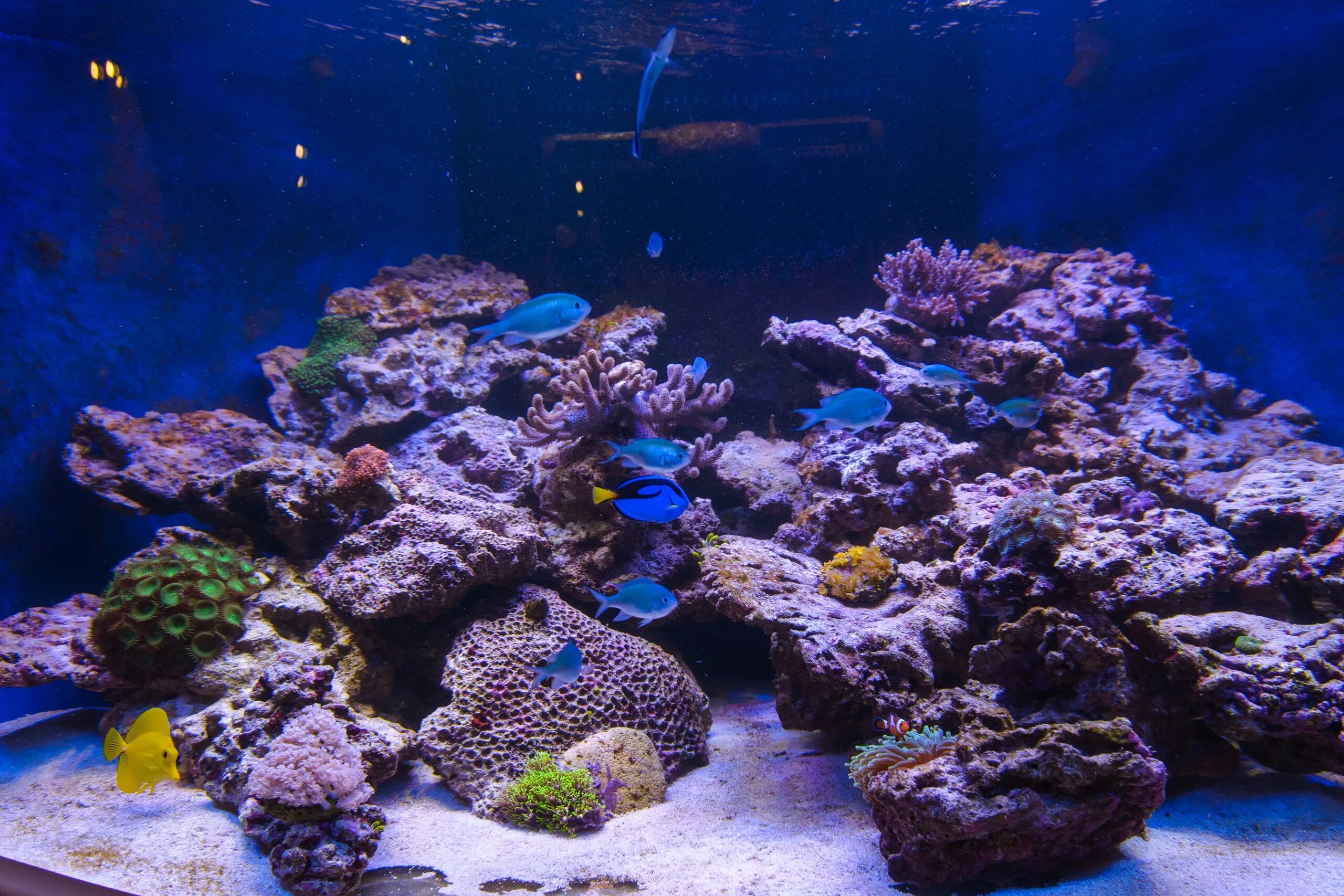 Reefcentral. Карадагский морской аквариум. Морской аквариум вертикальный. Морские аквариумы домашние. Аквариум морской 10000 литров.