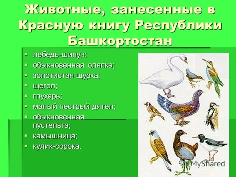 Какие животные башкирии занесены в красную книгу. Красная книга башкортостана. животные красной книги республики башкортостан. красная книга башкортостана презентация. иллюстрации красной книги башкортостана.