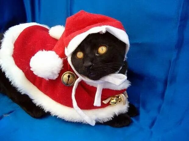 Коте дед мороз. Кот в костюме детмороза. кот в костюме деда мороза. чёрный кот в новогодней шапочке. черный кот в новогодней шапке.