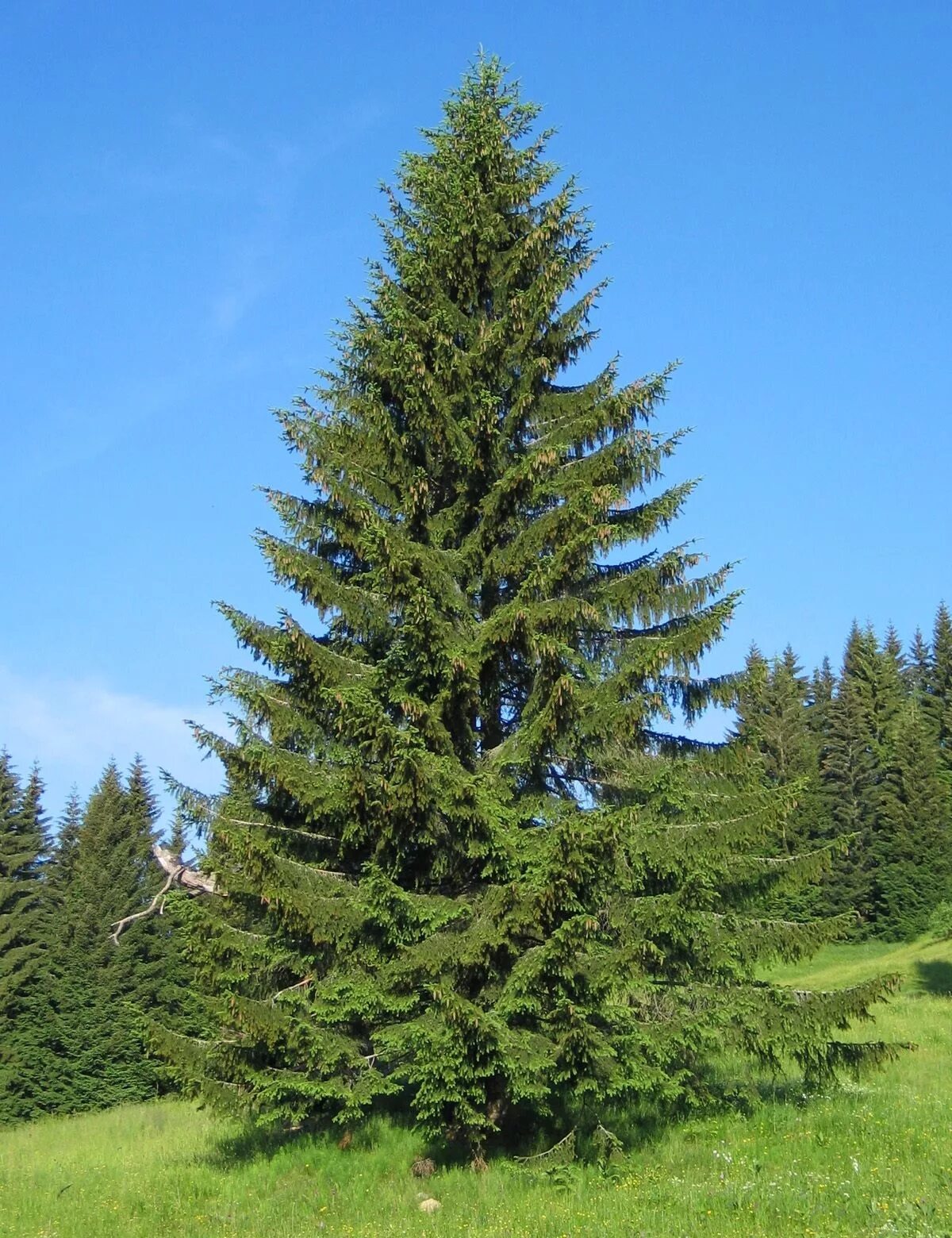 Хвойная елка. Ель европейская Picea Abies. Ель Сибирская (Pícea obovаta). Ель Сибирская Picea obovata. Ель обыкновенная Конка.