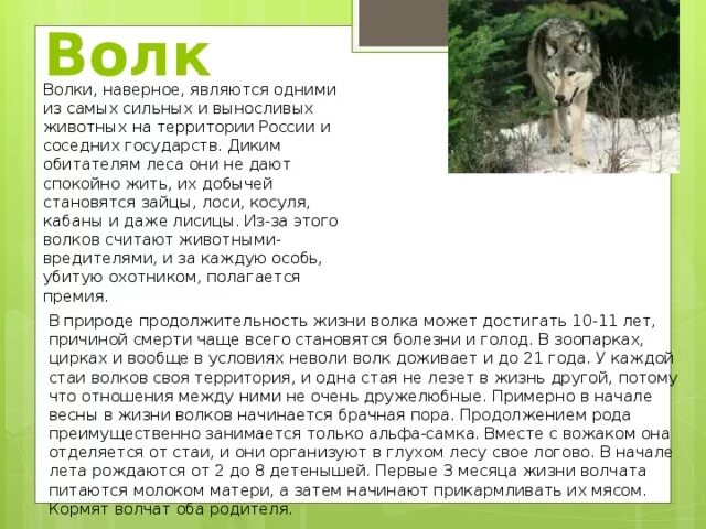 Продолжительность жизни волеп. Продолжительность жизни животных волк. Продолжительность жизни волка в природе. Волк Продолжительность жизни 1 класс.