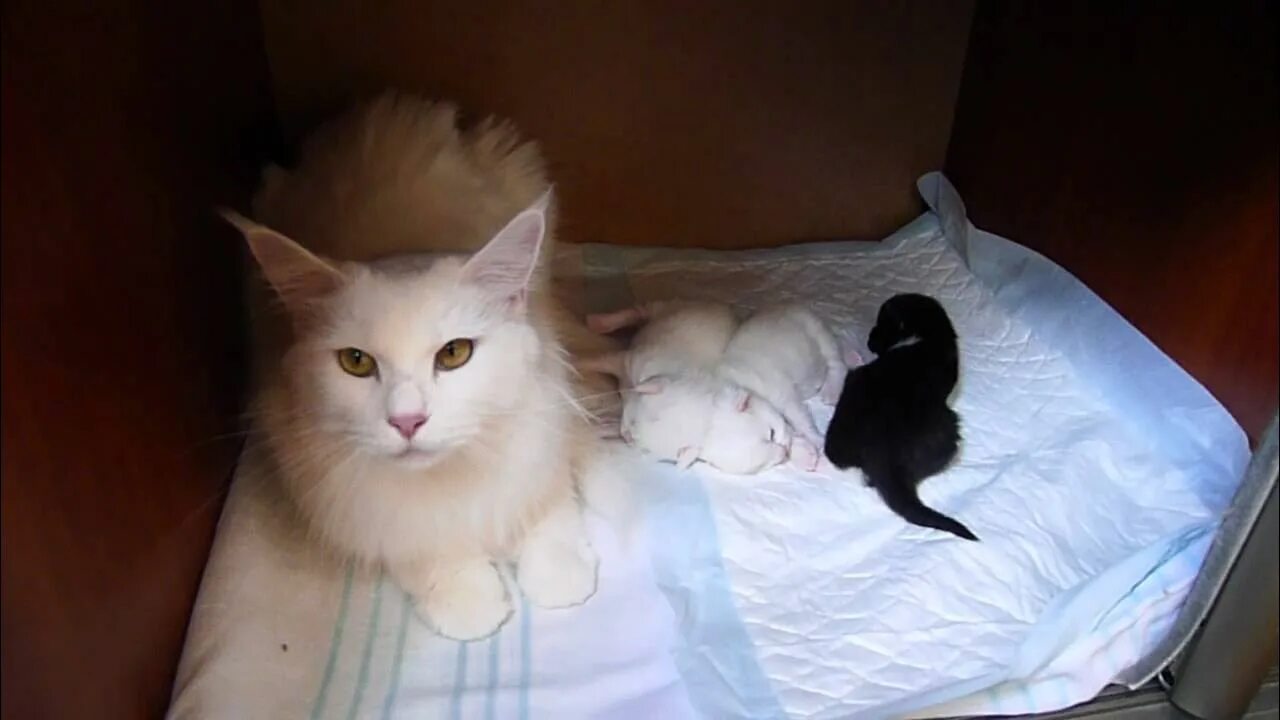 Сколько длится беременность у кошек мейн кунов. Новорождённые котята мейн куна. новорожденные котята мейн куна. новорожденный котенок мейн кун. мейн кун белый.