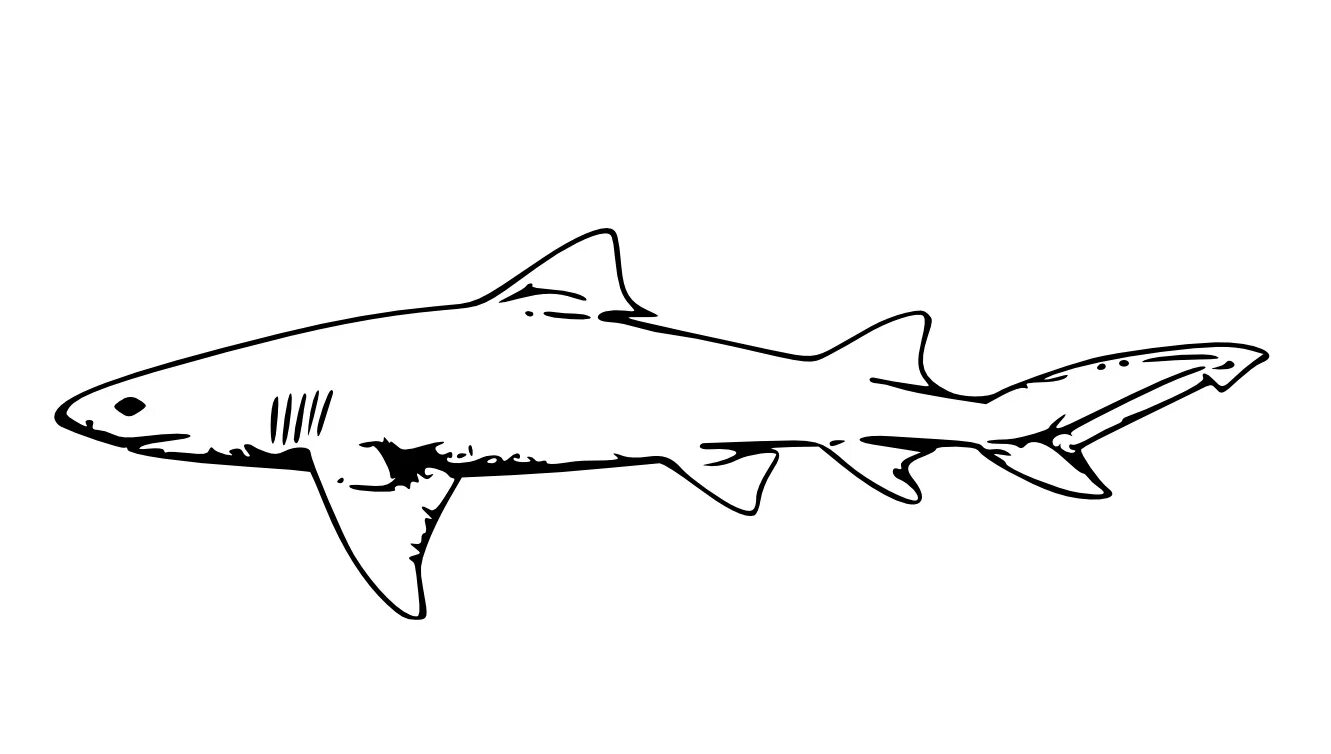 Раскраски акула. Акула рисунок черно белый. Контурные акулы. Силуэт акулы для раскрашивания. Рыба акула рисунок.