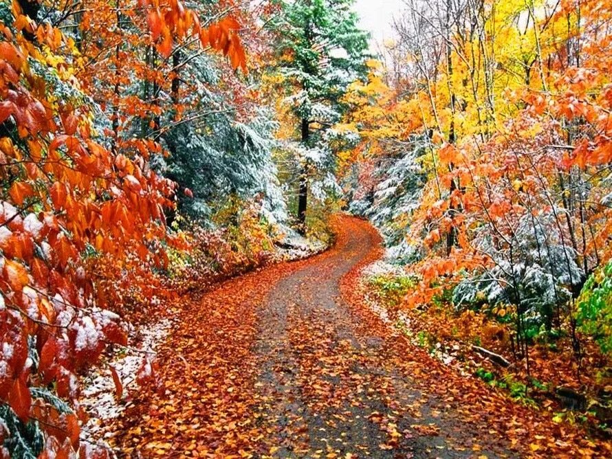 Осень и зиму корчагин не любил они. Ноябрь природа. Конец осени. Встреча осени и зимы. Осень ноябрь.