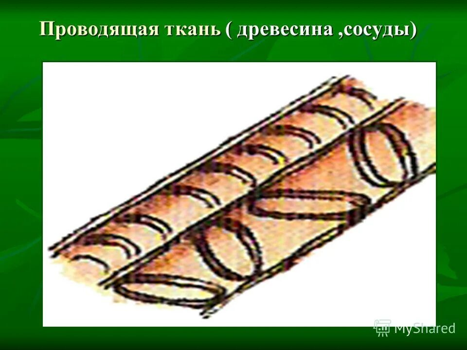 Сосуды и ситовидные трубки растений. Проводящая ткань сосуды. Флоэма ксилема паренхима. Проводящая ткань растений ситовидные трубки. Строениепроводящая ткани растений.