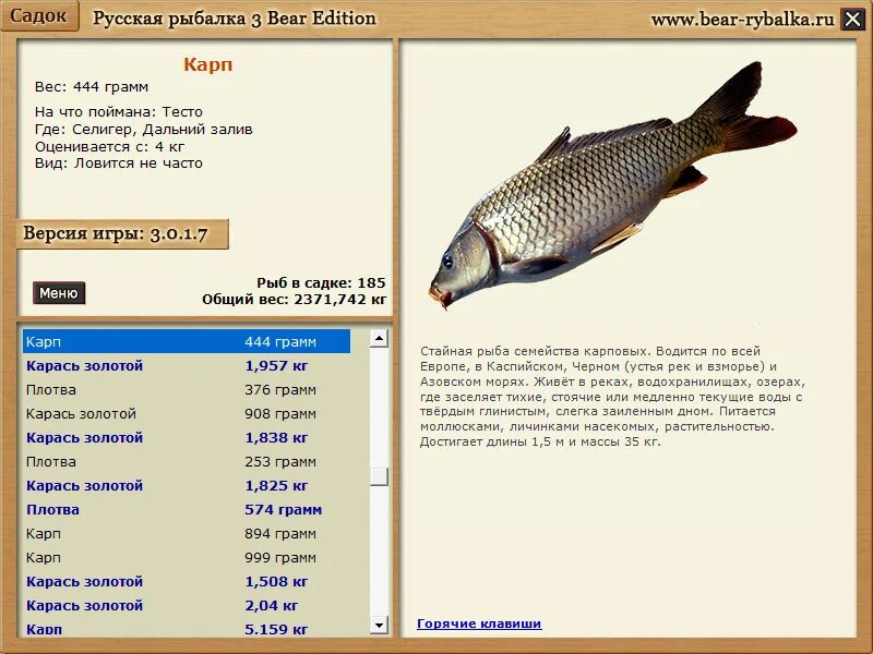 семейство карповых сазан. карп где обитает. русская рыбалка 3 7 4 озеро сазан. максимальный вес зеркального карпа. где водится карп.