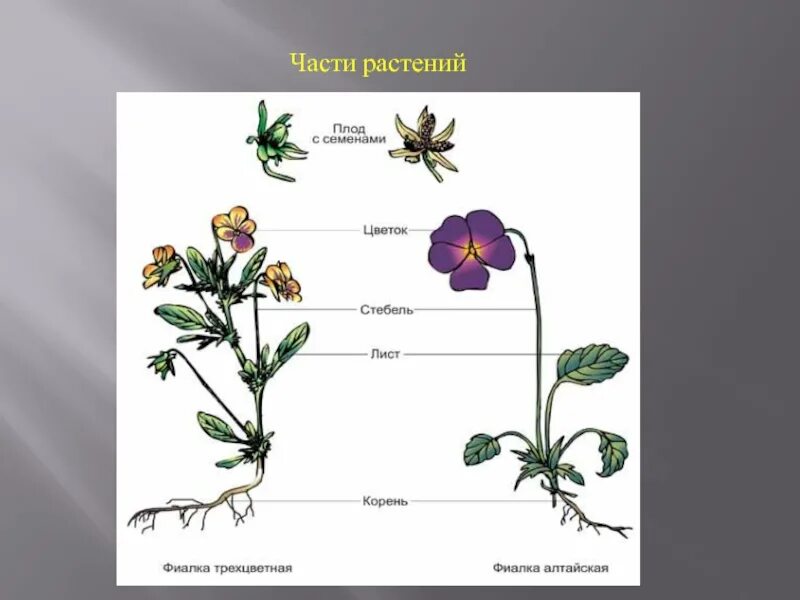 Части растения. Растения части растений. Части растения 1 класс. Части растений фото.