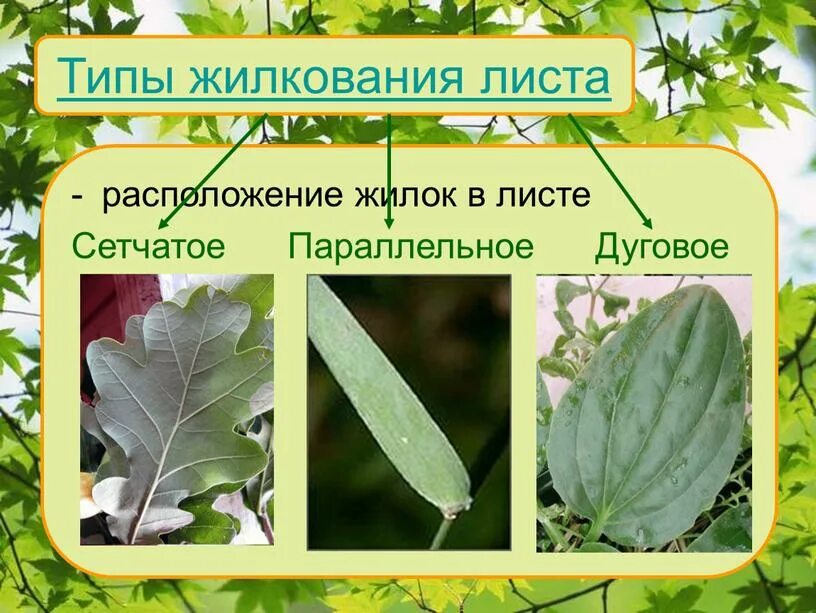 Особенности внешнего строения листа картофеля. Жилкование листа инжира. лист инжира жилкование листа. жилка листа. расположение жилок на листе.