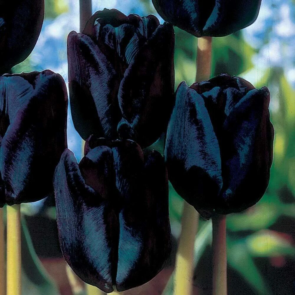 Морозник дабл блэк. Черный цветок это. Петуния black velvet цветник. Черный цветок это. Морозник дабл блэк.