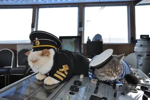 Кот матрос магазин для животных