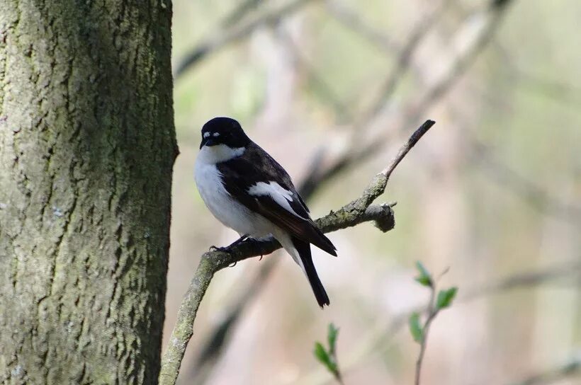 Мухоловка-белошейка Ficedula albicollis (Temminck, 1815) Collared Flycatcher Под