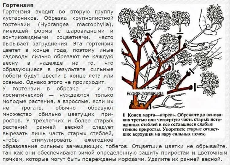 Обрезка метельчатой гортензии весной. Обрезка метельчатой и древовидной гортензии. Обрезка гортензии метельчатой. Формировка гортензии метельчатой.