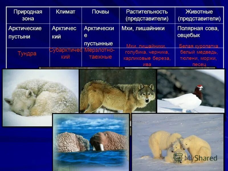 Арктическая пустыня природные условия растения животные