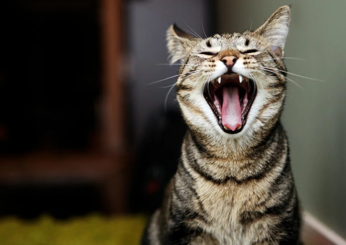 Мяукание кошечки. Орущий кот. Котик с открытым ртом. Орать. Кошка мяукает.