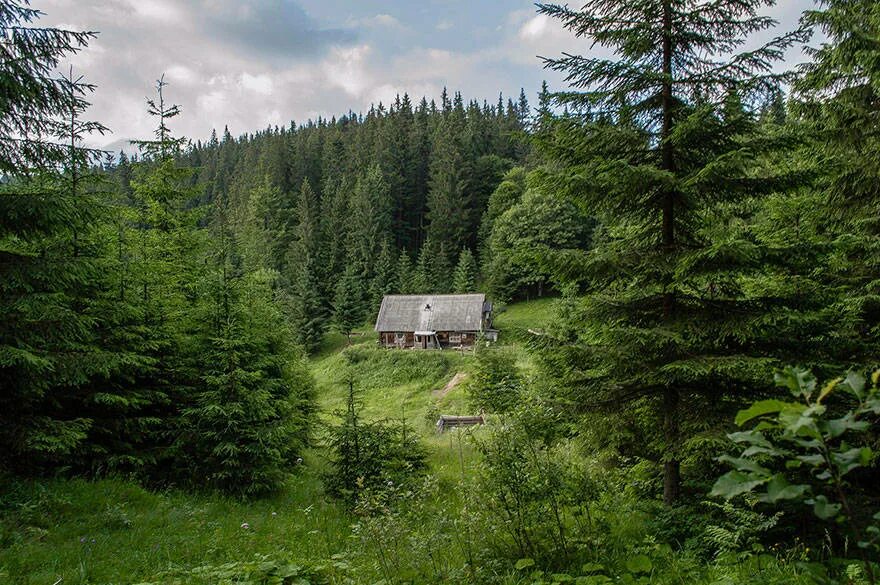 Из лесу из за дома лесничего. Опушка леса Норвегия. Тайга Поляна дом лесника. Таежная резиденция Карелия. Дом в тайге.